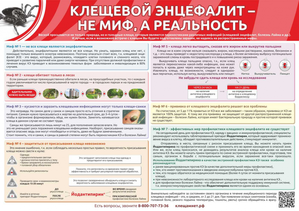 klesh encefalit ne mif.jpg klesh encefalit ne mif.jpg