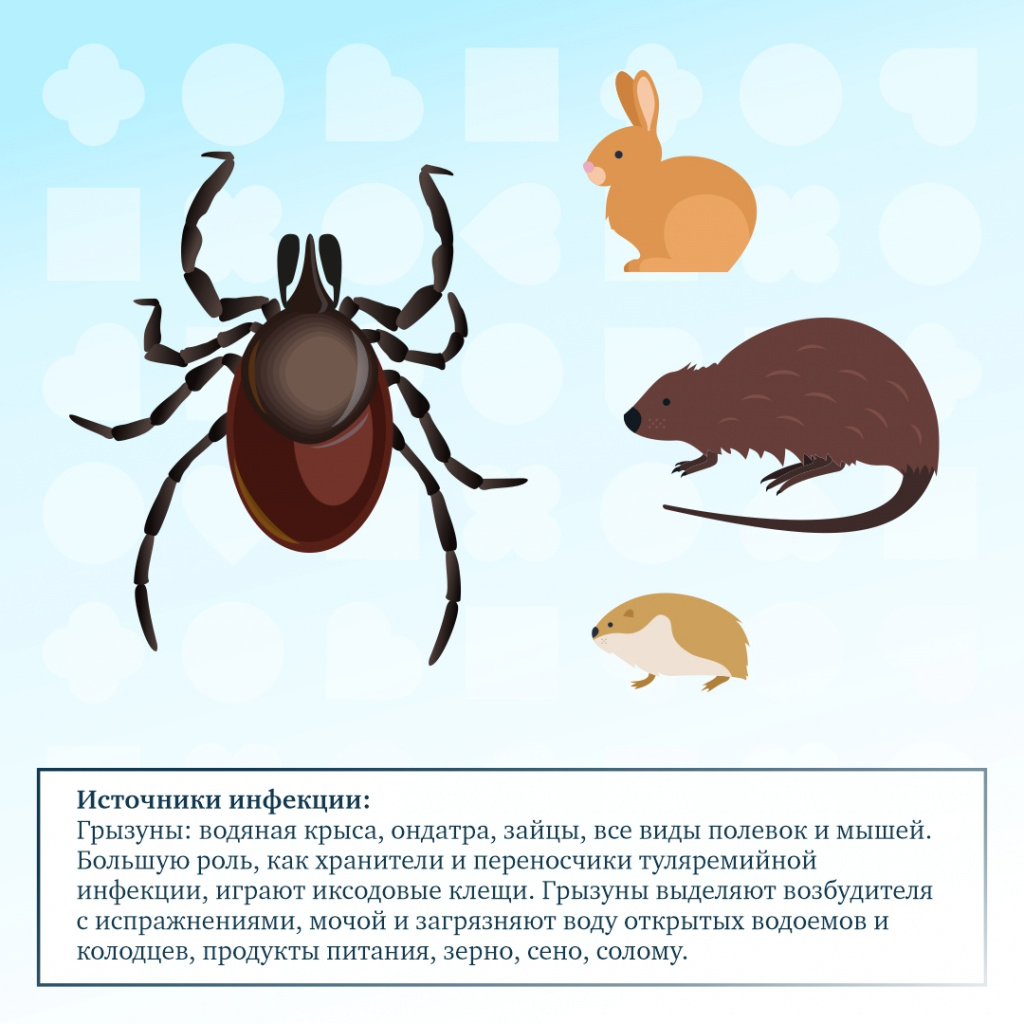 Tulerimia_02.jpg Tulerimia_02.jpg