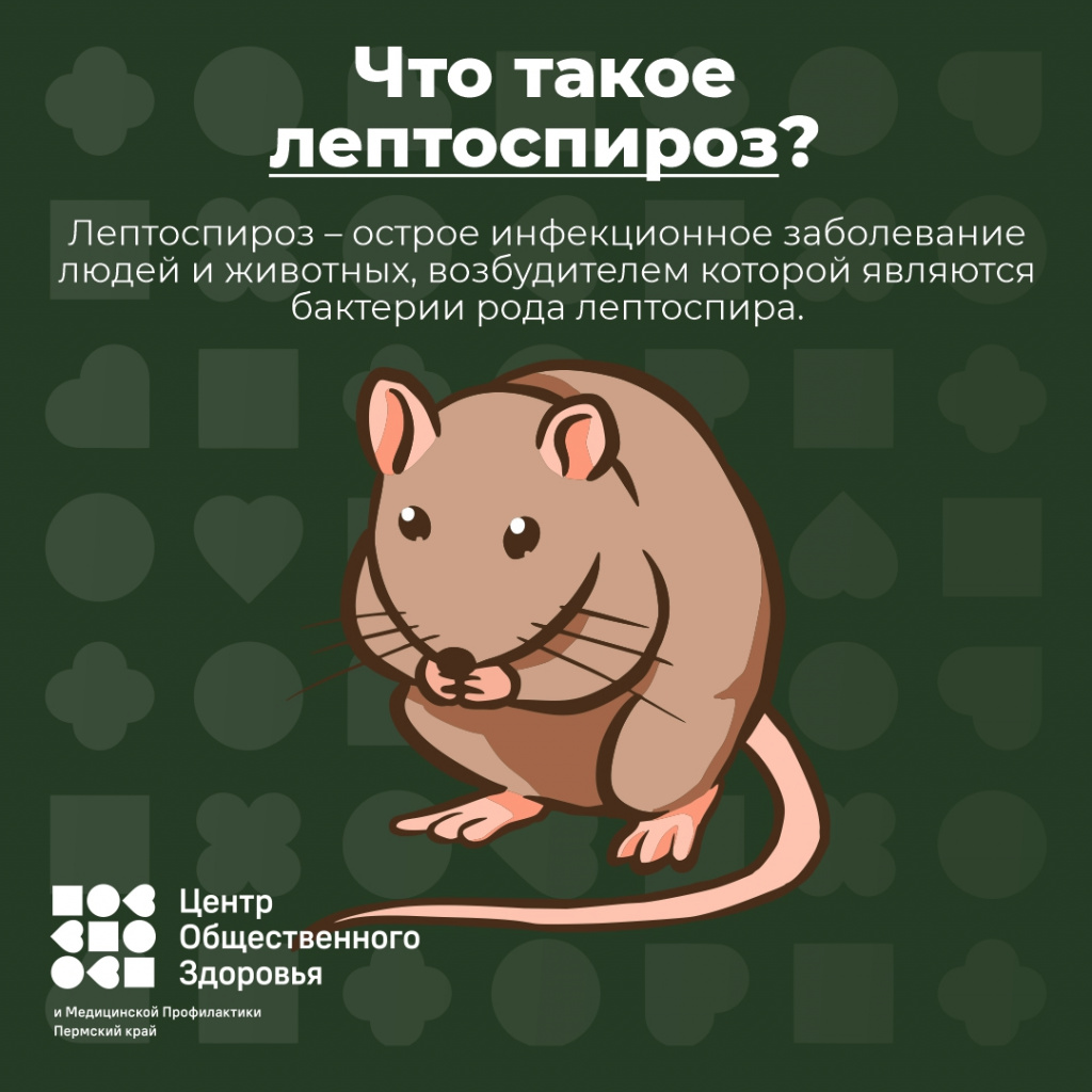 Leptospiros_01.jpg Leptospiros_01.jpg